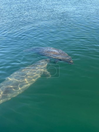 Photo for Baby and mother manatee in Biscayne Bay, Florida - Royalty Free Image