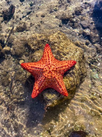 Foto de Oreaster reticulatus aka Cojín rojo Sea Star - Imagen libre de derechos