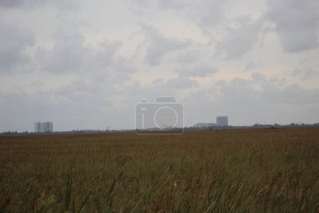 Photo for Skyline in Coral Springs Florida from the swamp - Royalty Free Image