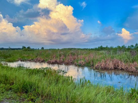 Téléchargez les photos : Coucher de soleil marécageux en Louisiane dans le bayou - en image libre de droit