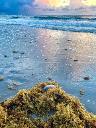 Téléchargez les photos : Méduses sur la plage de sable fin en Floride - en image libre de droit