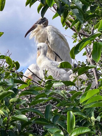 Téléchargez les photos : Les marais de Floride abritent de nombreux oiseaux nicheurs - en image libre de droit