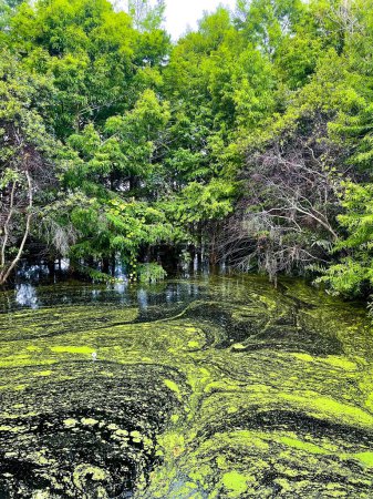 Photo for Florida Cypress swamp has an algae problem - Royalty Free Image