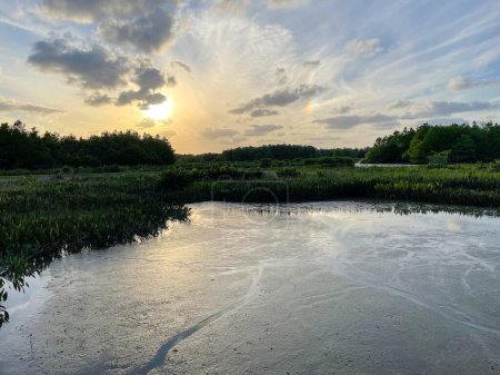Photo for Louisiana swamp sunset in the bayou - Royalty Free Image