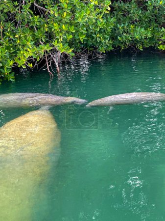 Photo for Baby and mother manatee in Biscayne Bay, Florida - Royalty Free Image