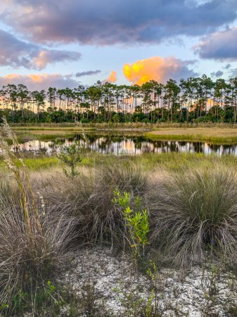 Foto de Bosque de Flatwood en Júpiter, Florida al atardecer en el sendero - Imagen libre de derechos