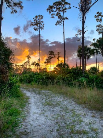 Téléchargez les photos : Forêt de Flatwood à Jupiter, Floride au coucher du soleil sur le sentier - en image libre de droit
