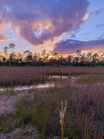 Photo for Flatwood forest in Jupiter, Florida at sunset on the trail - Royalty Free Image