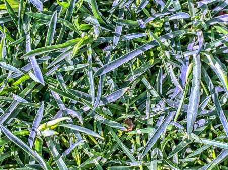 Photo for Blades of grass in a random pattern - Royalty Free Image