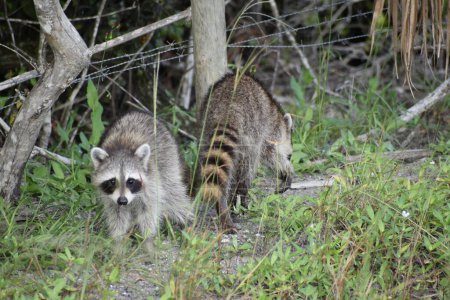 Raccoons searching for food in the wilderness