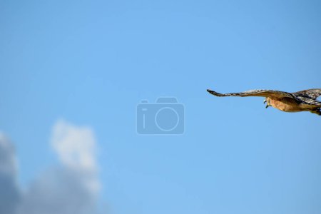 Foto de Halcón cazando desde una rama de ciprés en el pantano - Imagen libre de derechos