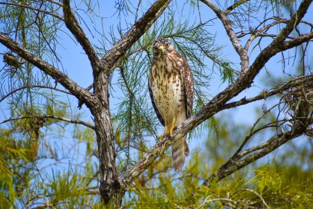 Photo for Hawk hunting from a cypress tree branch in swamp - Royalty Free Image