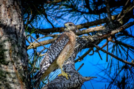 Photo for Hawk hunting from a cypress tree branch in swamp - Royalty Free Image