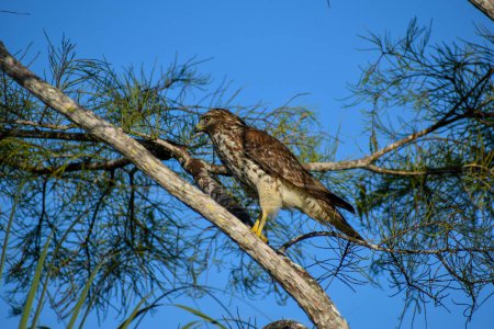 Téléchargez les photos : Chasse au faucon à partir d'une branche de cyprès dans un marais - en image libre de droit