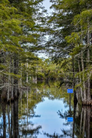 Téléchargez les photos : Journée ensoleillée dans le marais de Floride - en image libre de droit