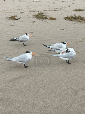 Flock of Royal Tern aka Thalasseus maximus