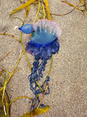 Téléchargez les photos : Méduses qui pique assis dans le sable de la Floride - en image libre de droit