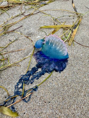 Téléchargez les photos : Méduses qui pique assis dans le sable de la Floride - en image libre de droit