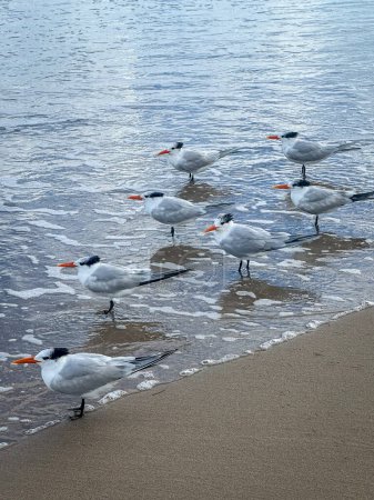 Photo for Flock of Royal Tern aka Thalasseus maximus - Royalty Free Image