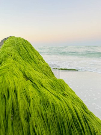 Téléchargez les photos : Algues mousseuses sur le bord d'une branche à l'océan - en image libre de droit