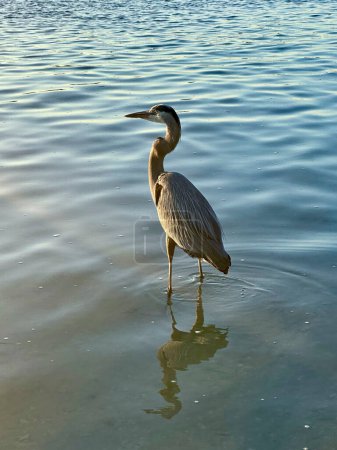 Photo for Larger heron in the water at dawn - Royalty Free Image