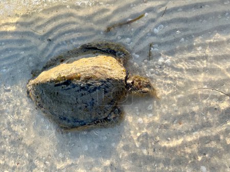 Tote Meeresschildkröte am Strand angespült