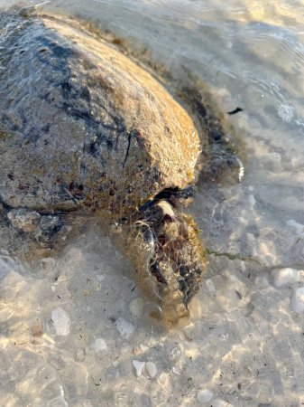 Téléchargez les photos : Tortue de mer morte échouée sur la plage - en image libre de droit