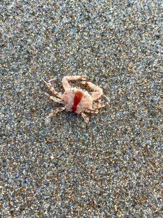 Niedliche rosafarbene Krabbe am Strand in Florida