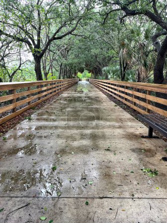 Téléchargez les photos : Verrière d'arbres sur un sentier pédestre humide dans le marais - en image libre de droit