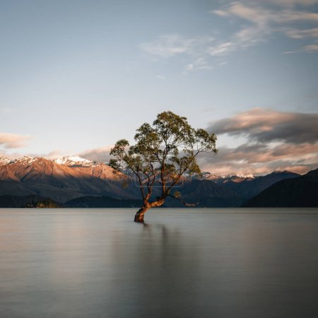 Photo for Beautiful tree inside the Lake Wanaka, taken during sunrise. Long Exposure. Travel concept, New Zealand. Photo taken in New Zealand. - Royalty Free Image