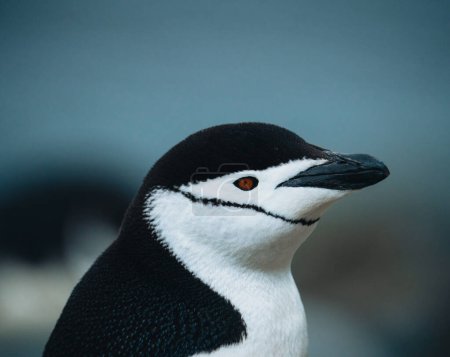 Foto de Pingüino Chinstrap en una playa rocosa en la Antártida. Foto tomada en la Antártida. - Imagen libre de derechos