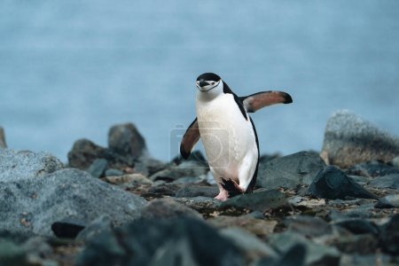 Téléchargez les photos : Pingouin de Chinstrap sur une plage rocheuse en Antarctique. Photo prise en Antarctique. - en image libre de droit