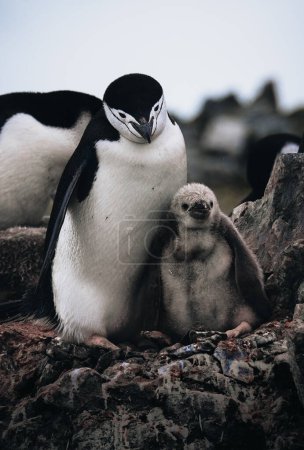 Photo for A closeup shot of Chinstrap Penguins with chicks in Antarctica. Photo taken in Antarctica. - Royalty Free Image