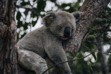 Téléchargez les photos : Koala reposant et dormant sur son arbre avec un sourire mignon. Australie, Queensland. Photo prise en Australie. - en image libre de droit
