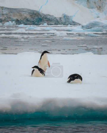 Photo for Adelie penguin in Antarctica surrounded by snow and ice with light snowfall in soft light. Standing on sea ice. Photo taken in Antarctica. - Royalty Free Image