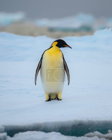 Foto de Pingüino emperador en Natarctica de pie y caminar sobre la nieve. Foto: - Imagen libre de derechos