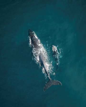 Photo pour Rorqual à bosse et veau abattu par drone aérien dormant à la surface de l'océan en Australie, Nouvelle-Galles du Sud - image libre de droit