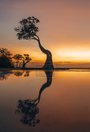 Die Mangroven von Walakiri Beach, Insel Sumba, Indonesien bei Sonnenuntergang und Ebbe in sanftem Licht. Genannt Tanzende Bäume. Foto aus Indonesien.