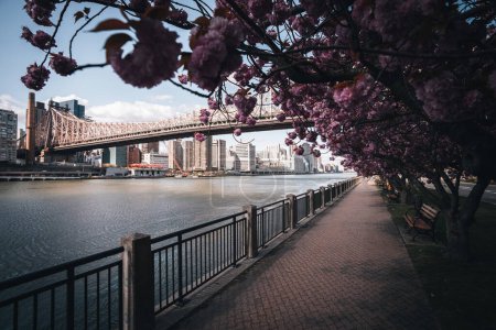 Foto de Árboles de cerezo en flor en Roosevelt Island Park junto al río y Manhattan en primavera. - Imagen libre de derechos