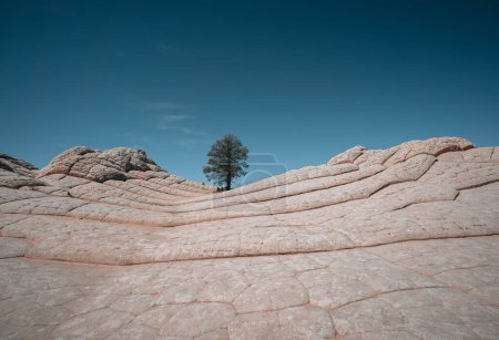 Photo for White Pocket, Vermilion Cliffs National Monument, USA. Ponderosa Pine tree. Blue sky. Travel and adventure concept - Royalty Free Image
