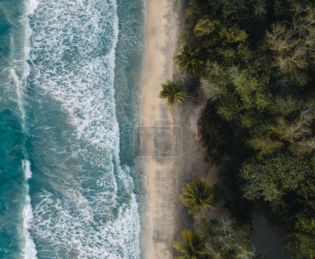 Photo for Aerial top drone view on sand beach,palm tree and ocean on the caribbean island of Martinique, France. Photo taken in martinique. - Royalty Free Image