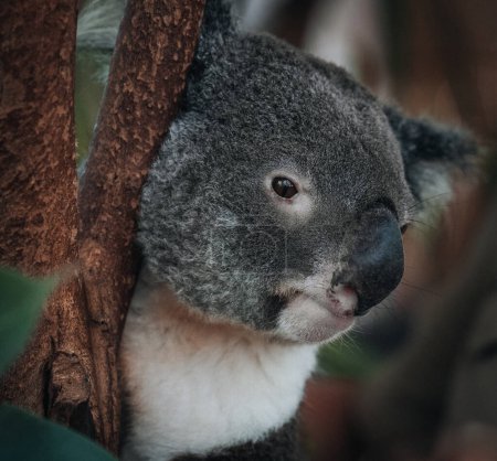 Foto de Un Koala salvaje trepando a un árbol. enfoque suave. Nueva Gales del Sur, Victoria, Australia. Foto tomada en Australia. - Imagen libre de derechos