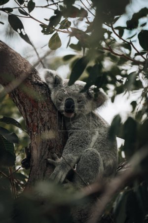 Photo for Koala resting and sleeping on his tree with a cute smile. Australia, Queensland. Photo taken in Australia. - Royalty Free Image