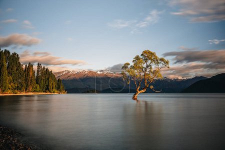 Téléchargez les photos : Bel arbre à l'intérieur du lac Wanaka, pris au lever du soleil. Longue exposition. Concept de voyage, Nouvelle-Zélande. Photo prise en Nouvelle-Zélande. - en image libre de droit
