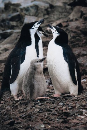 Téléchargez les photos : Un gros plan de Pingouins de Chinstrap avec des poussins en Antarctique. Photo prise en Antarctique. - en image libre de droit