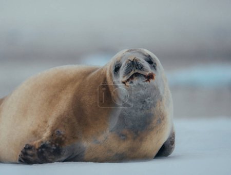 Crabeater seal in Antarctica abnd arctic Greenland. Close up show of seal