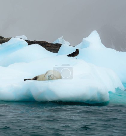Téléchargez les photos : Weddel et Crabeater phoque sur la banquise flottante dans l'antarctique avec une belle lumière. Predetar endormi. Groenland et Arctique - en image libre de droit
