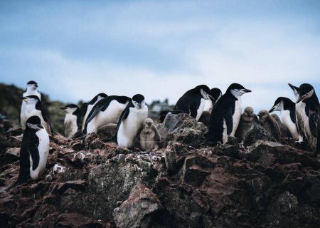 Téléchargez les photos : Un gros plan de Pingouins de Chinstrap avec deux jeunes poussins en Antarctique - en image libre de droit