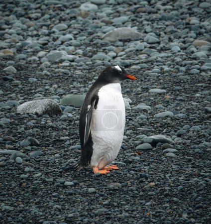Téléchargez les photos : Gentoo Penguin marche sur la plage en Antarctique. Berthas Beach. Îles Malouines - en image libre de droit
