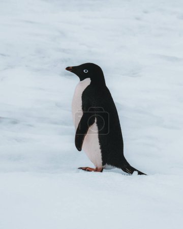 Téléchargez les photos : Pingouin Adélie en Antarctique entouré de neige et de glace. Photographie - en image libre de droit